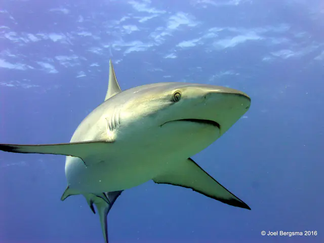 Underwater photograph by Joel Bergsma