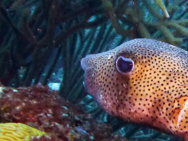 Underwater photograph by Joel Bergsma