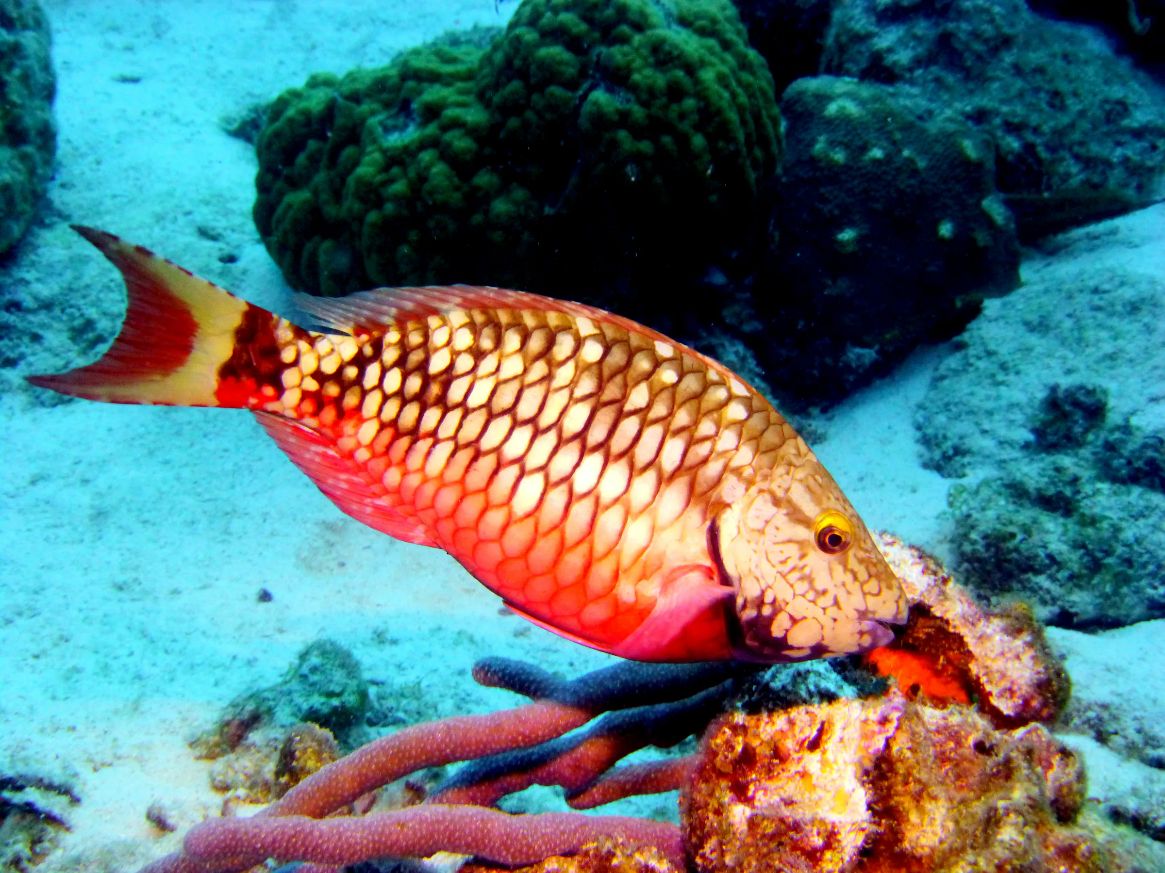 Parrotfish, Bonaire, 2013