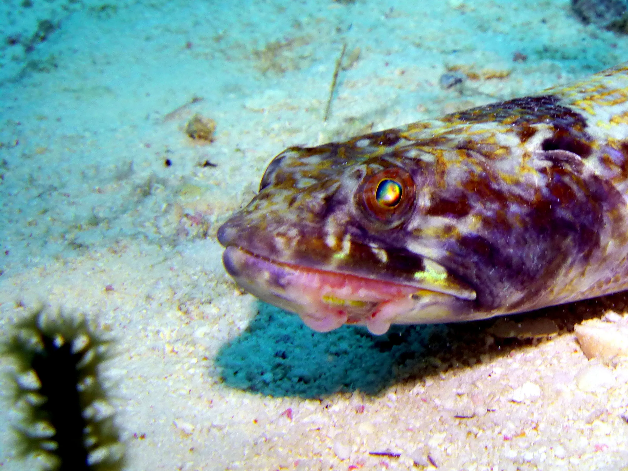 Lizardfish, Bonaire, 2013