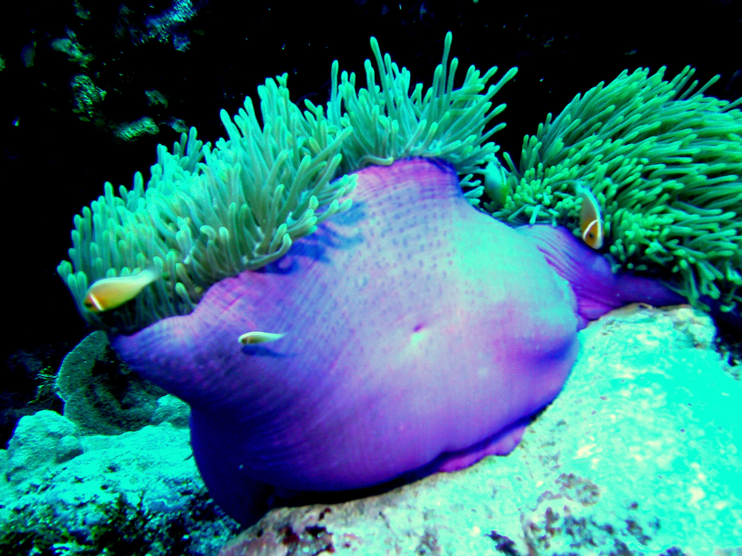 A closed Purple Anemone with its protective Anemonefish. See Gerald Allen, et al, Reef Fish Identification - Tropical Pacific (2003) at pages 64-67.