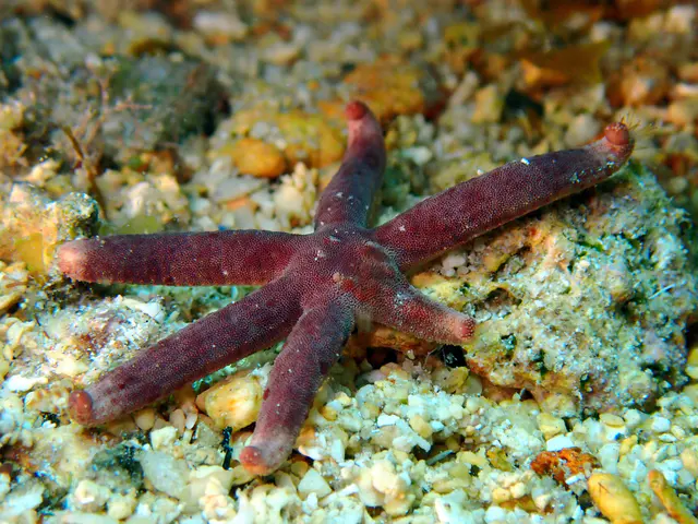 Underwater photograph by Joel Bergsma
