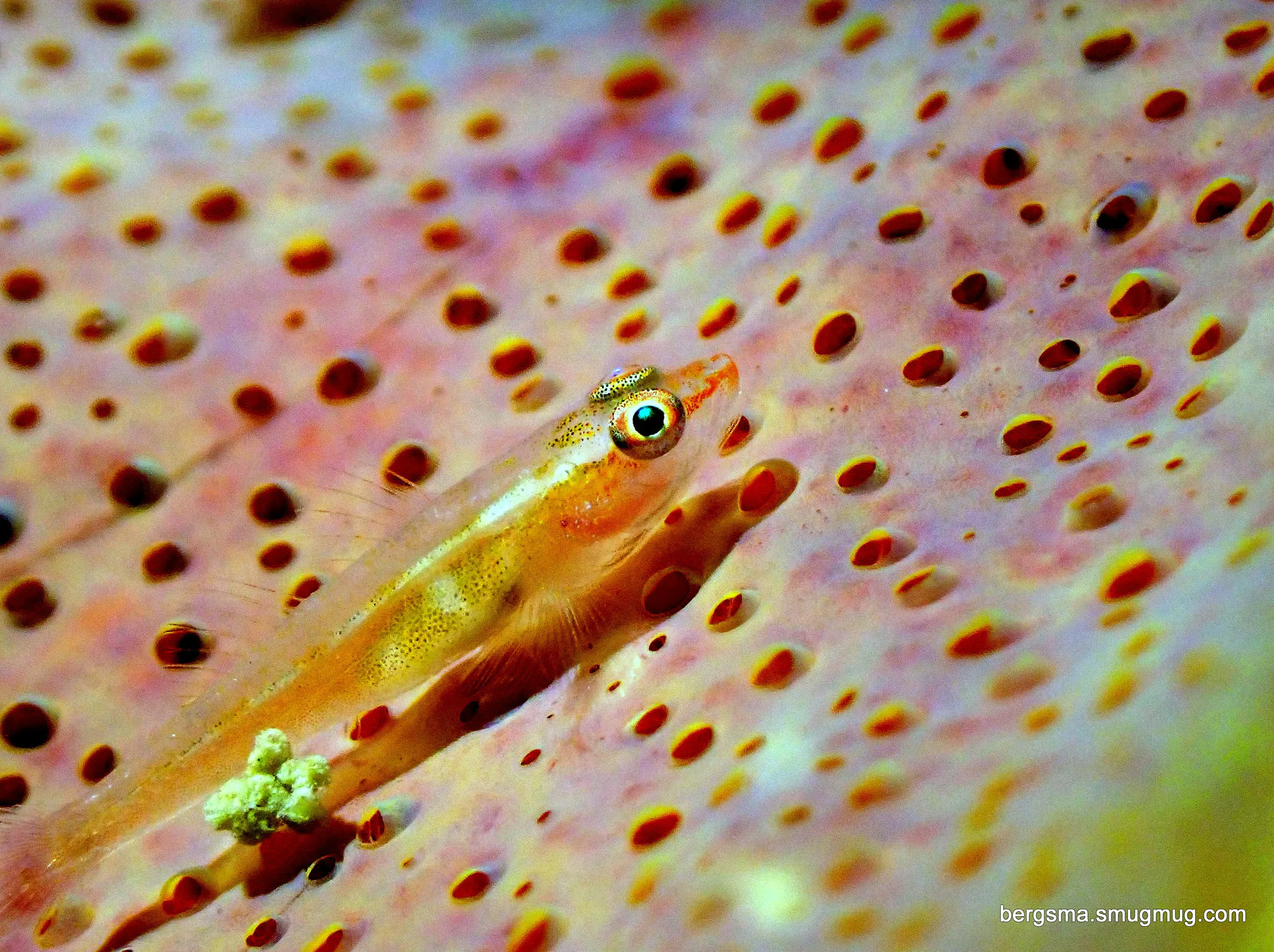 Philippines underwater photograph, 2022
