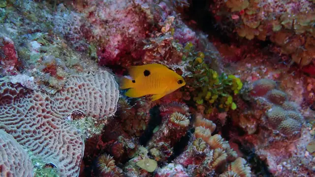 Underwater photograph by Joel Bergsma