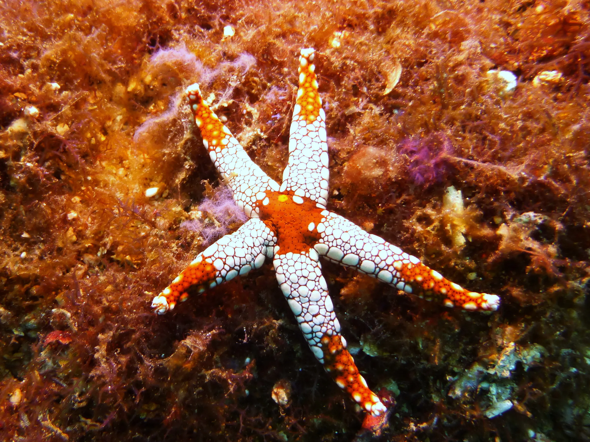 Peppermint Sea Star. See Paul Humann, et al, Reef Creature Identification (2010) at page 436.
