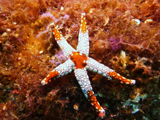 Peppermint Sea Star. See Paul Humann, et al, Reef Creature Identification (2010) at page 436.