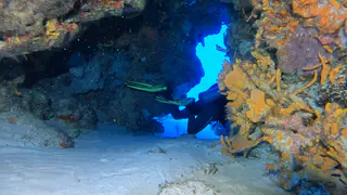 Underwater photograph by Joel Bergsma
