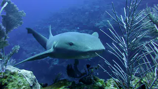 Underwater photograph by Joel Bergsma