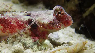 Underwater photograph by Joel Bergsma