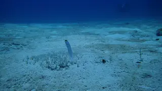 Yellowhead Jawfish