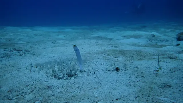 Yellowhead Jawfish