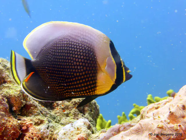 Underwater photograph by Joel Bergsma