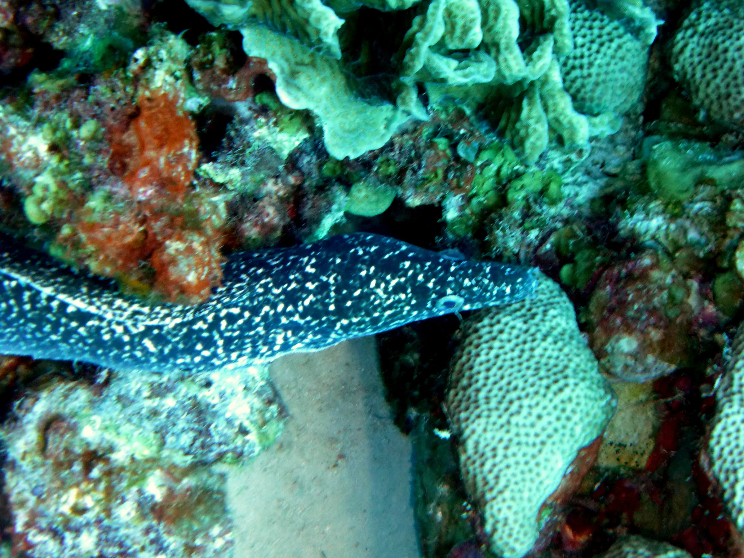 Spotted Moray Eel, Bonaire, 2013