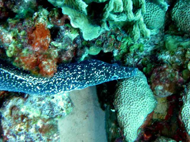 Underwater photograph by Joel Bergsma