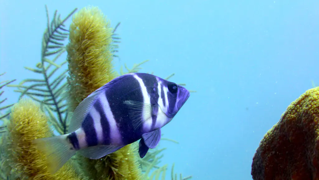 Underwater photograph by Joel Bergsma