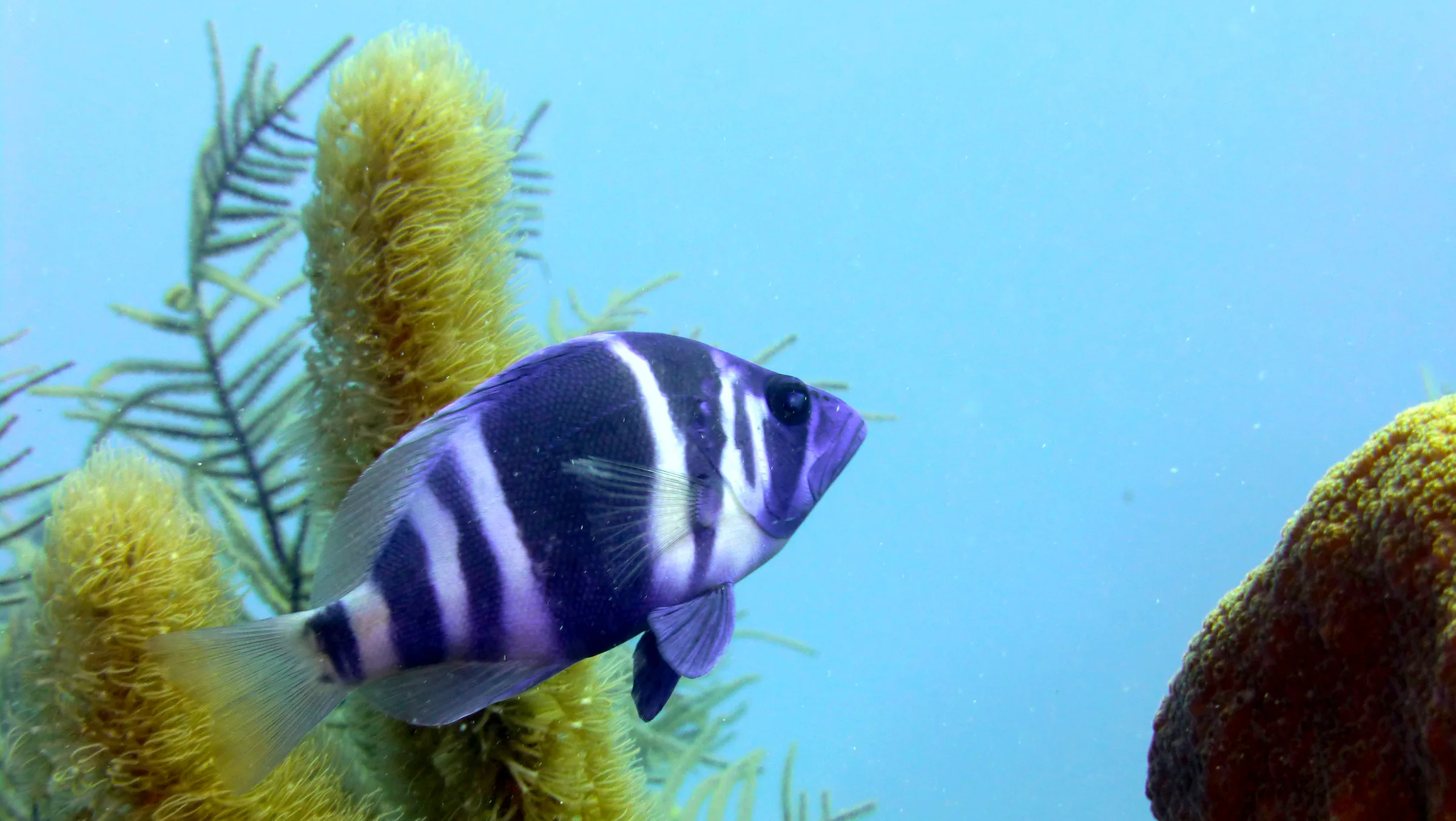 Indigo Hamlet, Belize, 2017