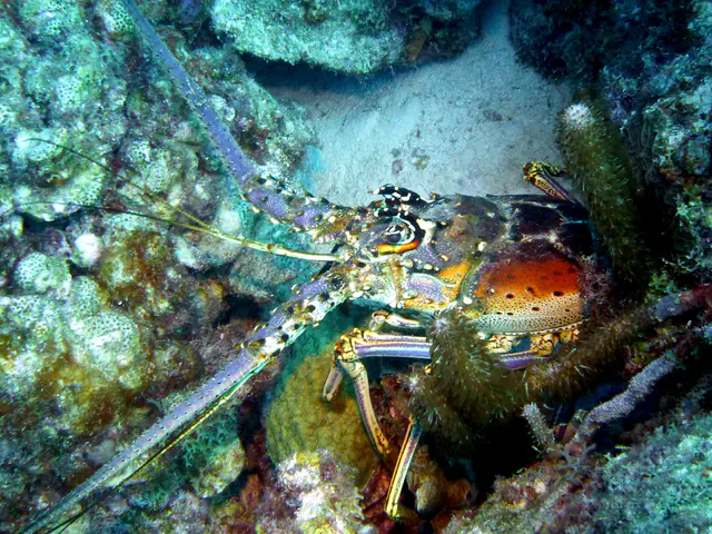 Underwater photograph by Joel Bergsma