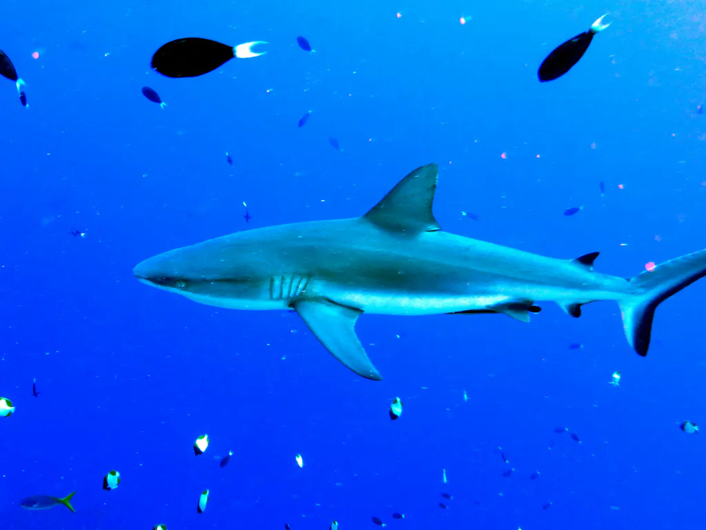 Underwater photograph by Joel Bergsma