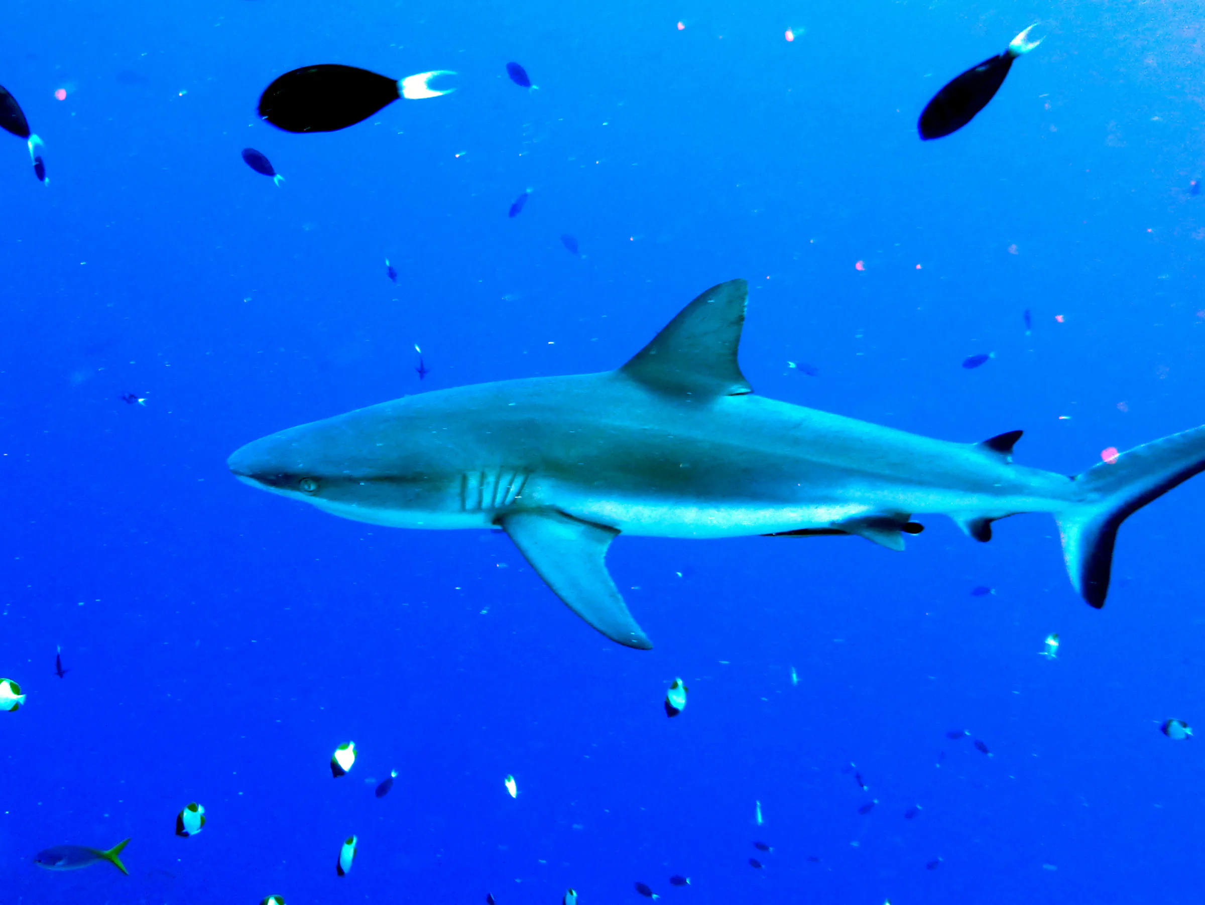 Shark, Palau, 2013