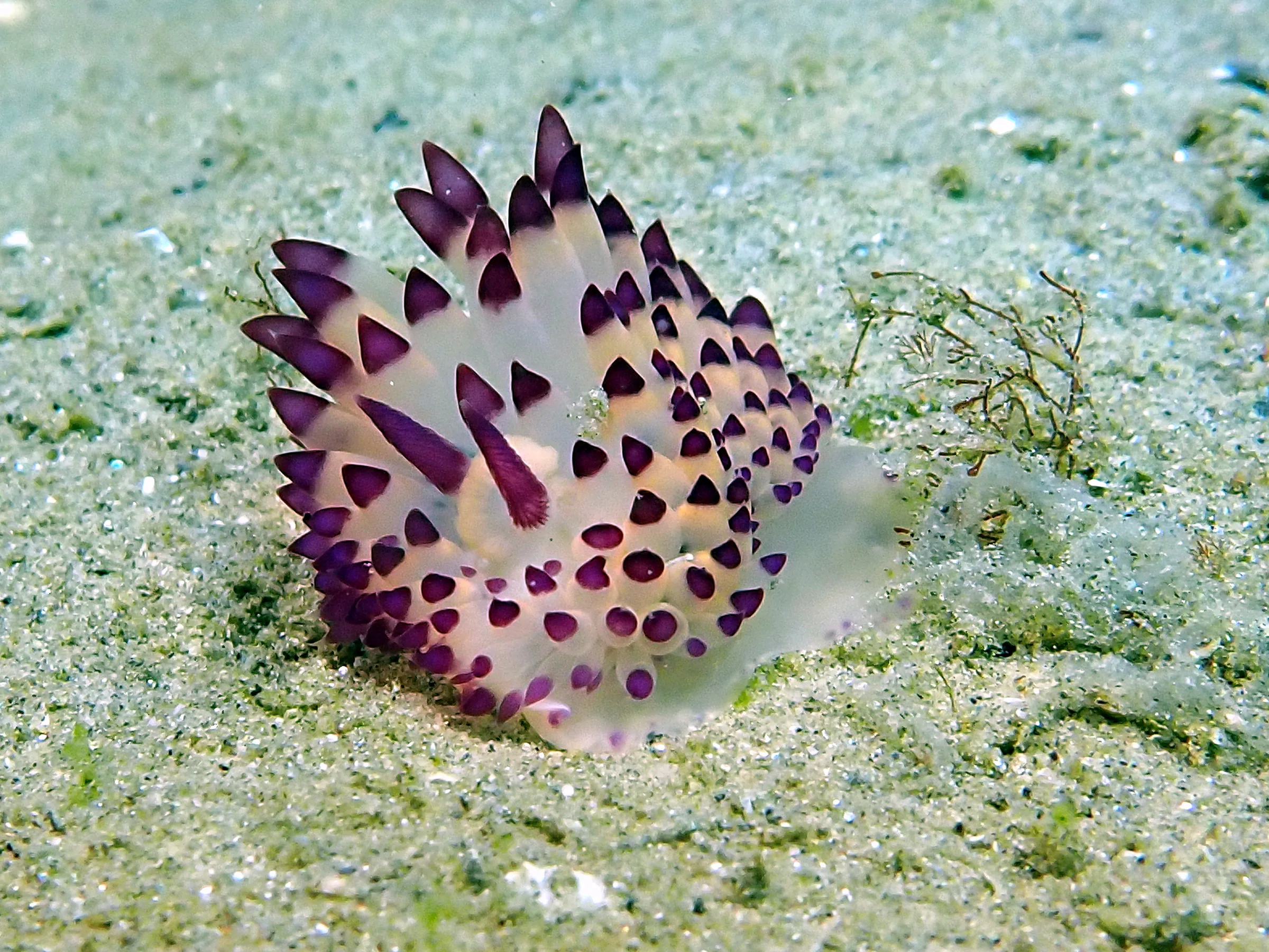 Philippines underwater photograph, 2024