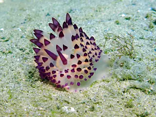 Underwater photograph by Joel Bergsma