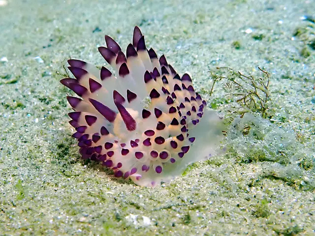 Underwater photograph by Joel Bergsma