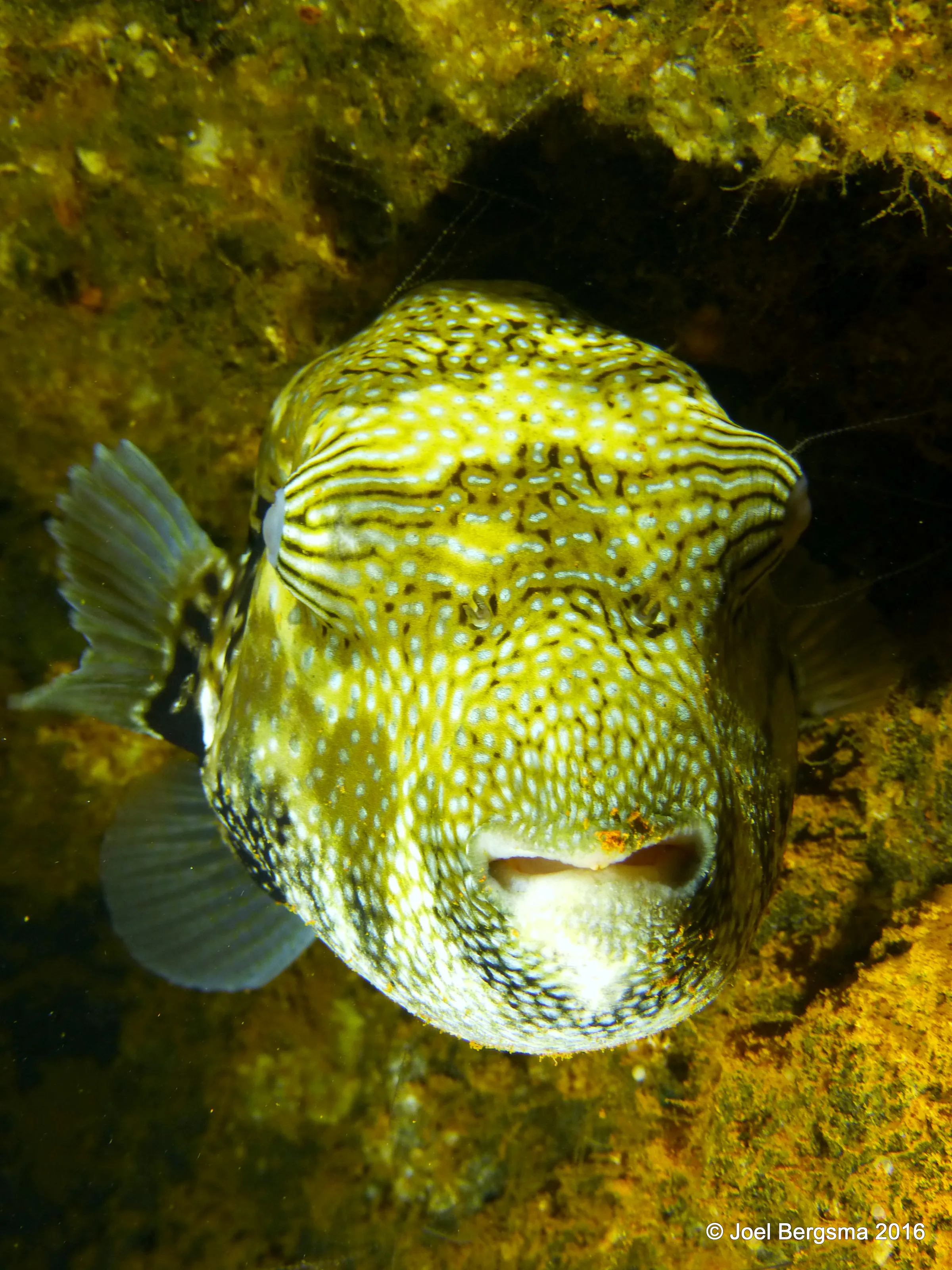 Pufferfish, Chuuk Lagoon, 2016