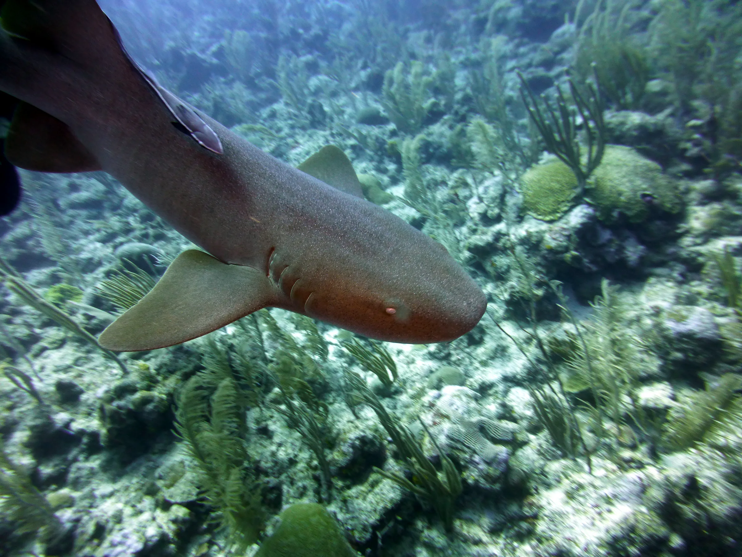 Nurse Shark, Belize, 2017