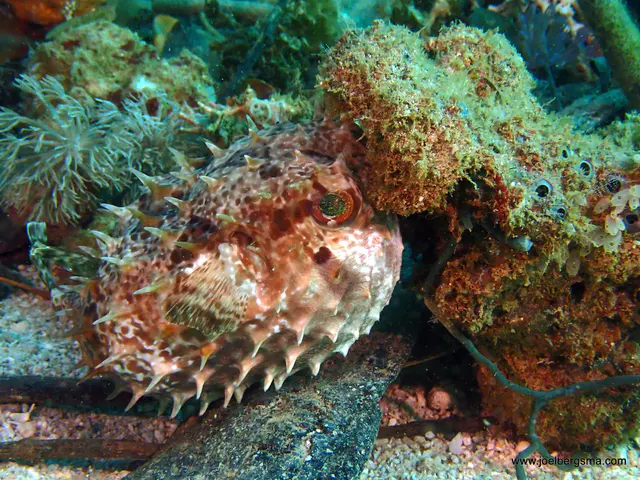 Underwater photograph by Joel Bergsma