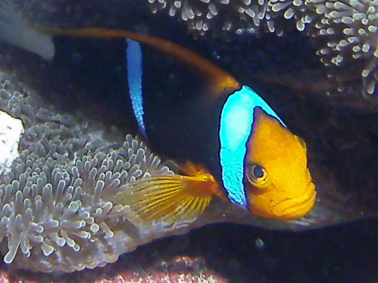 Orange-finned anemonefish. See Gerald Allen, et al, Reef Fish Identification - Tropical Pacific (2003) at page 64.