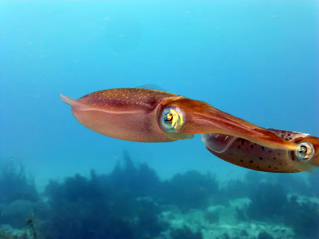 Underwater photograph by Joel Bergsma