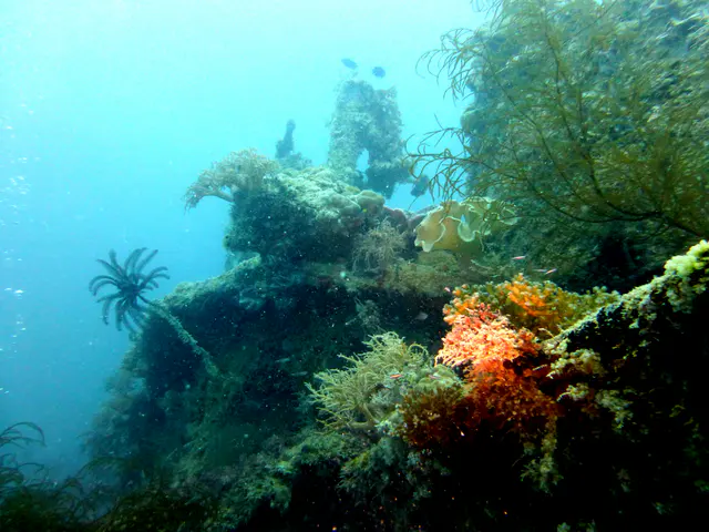 Underwater photograph by Joel Bergsma