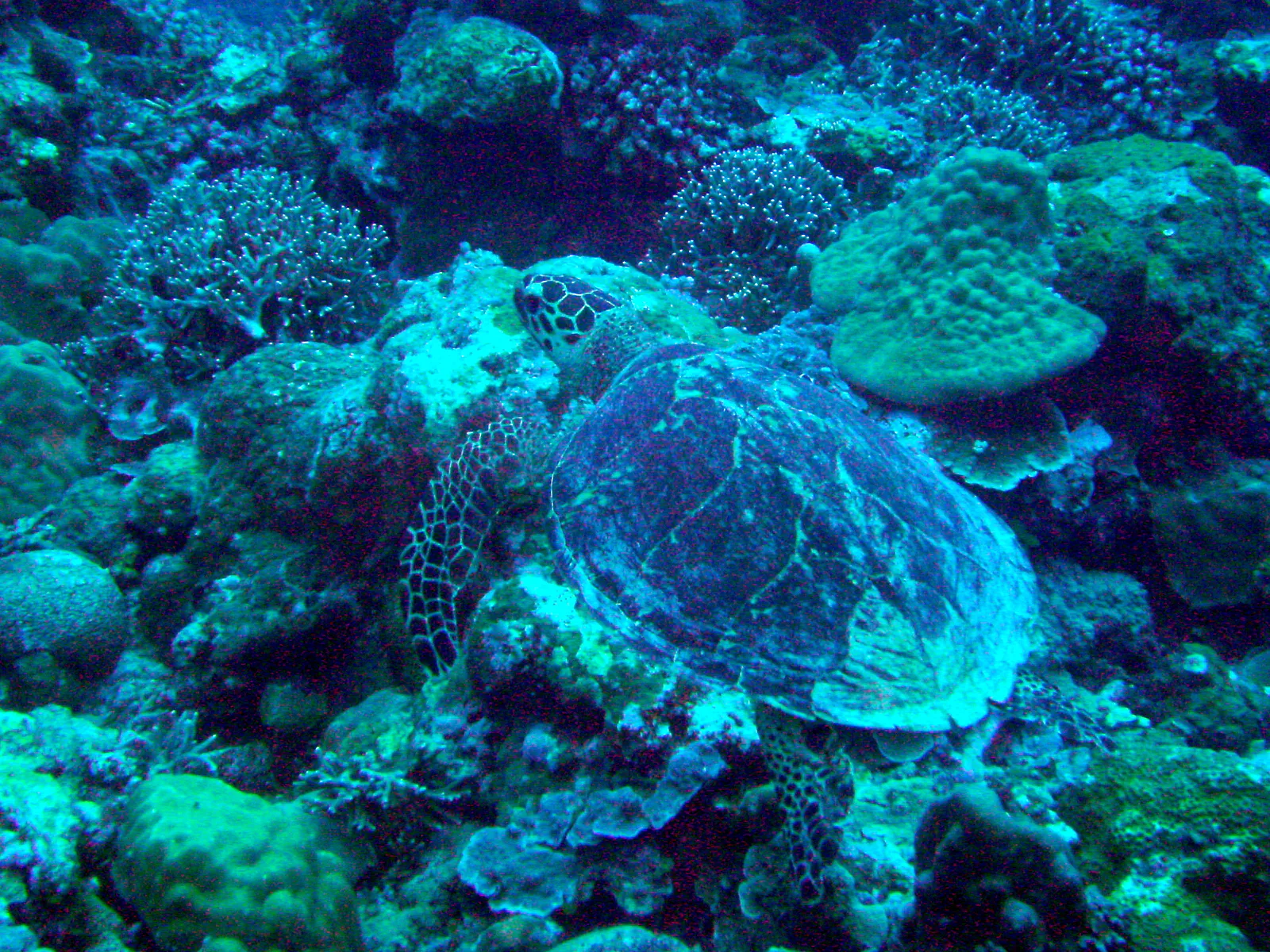 Green Sea Turtle.