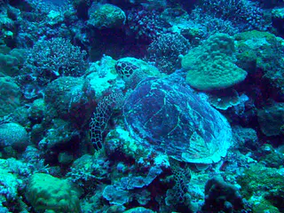 Green Sea Turtle.
