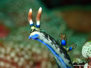 Underwater photograph by Joel Bergsma
