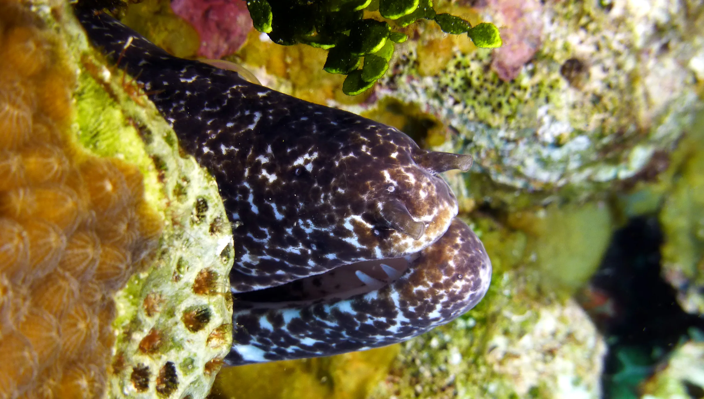 Spotted Moray Eel, Belize, 2017
