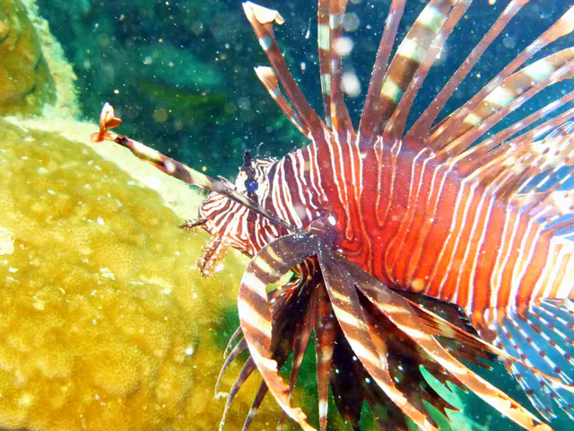 Underwater photograph by Joel Bergsma