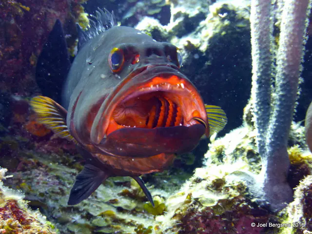 Underwater photograph by Joel Bergsma