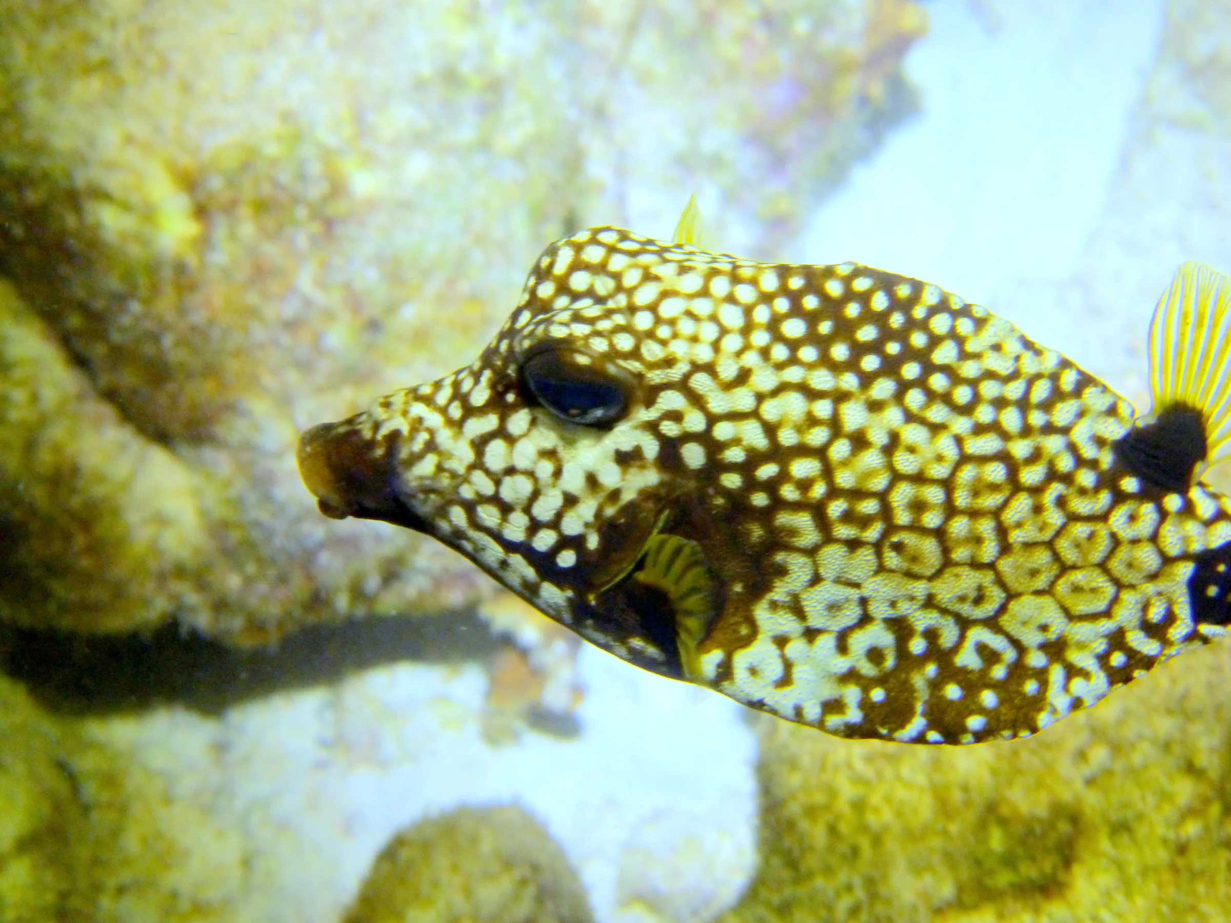 Bonaire underwater photograph, 2013