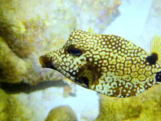 Underwater photograph by Joel Bergsma