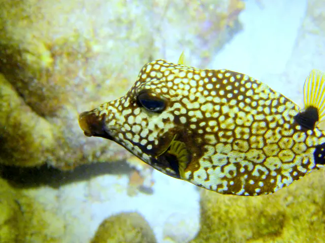 Underwater photograph by Joel Bergsma