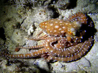 Octopus