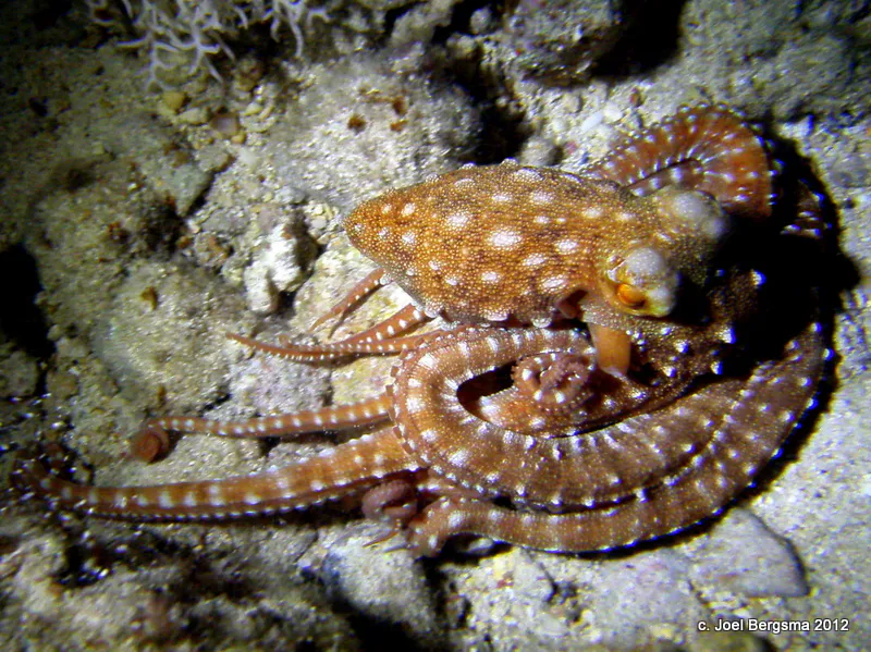 Octopus