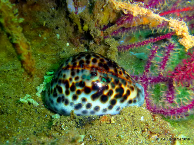 Underwater photograph by Joel Bergsma