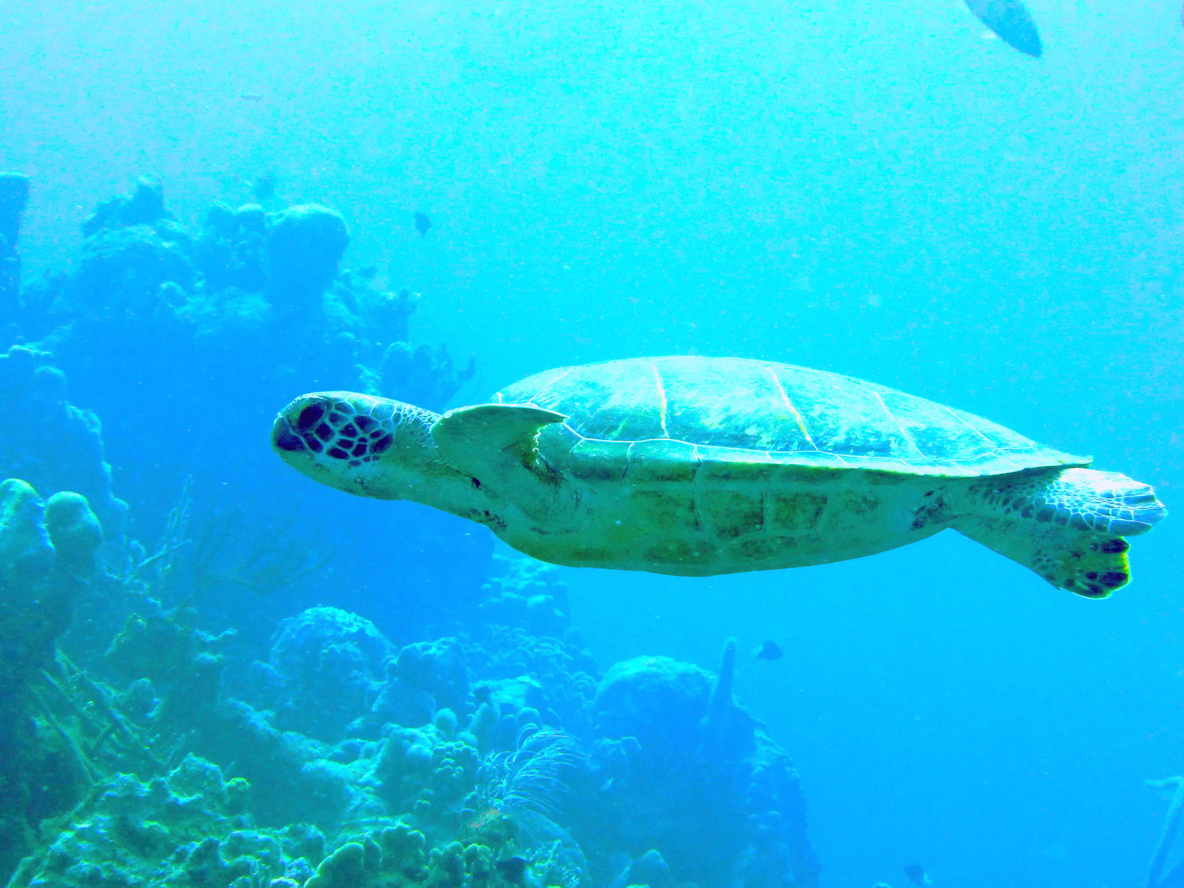 Green Sea Turtle, Bonaire, 2013