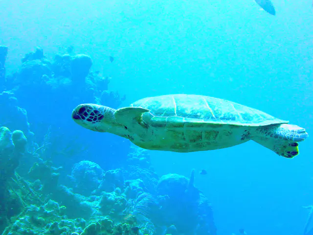 Underwater photograph by Joel Bergsma