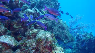 Underwater photograph by Joel Bergsma