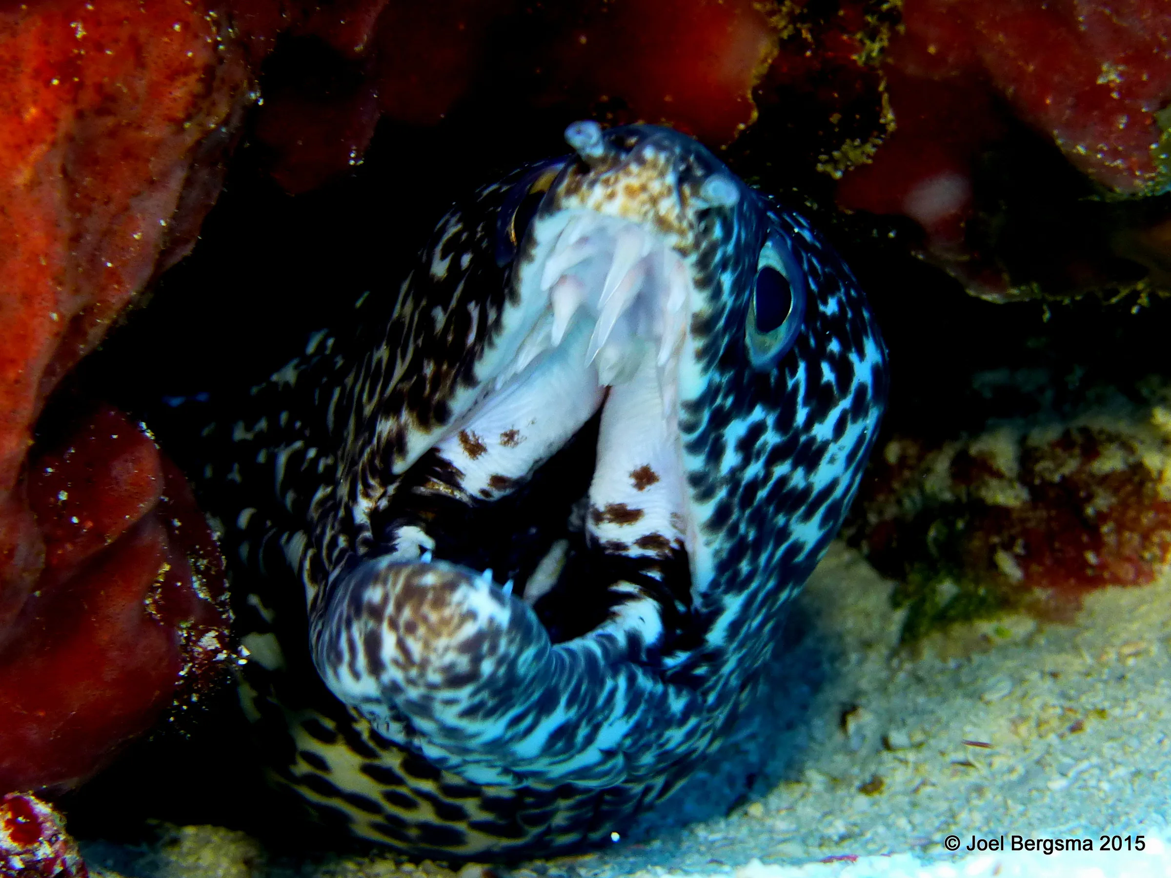 Spotted Moray Eel, Cozumel, 2015