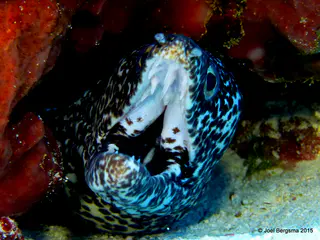 Underwater photograph by Joel Bergsma