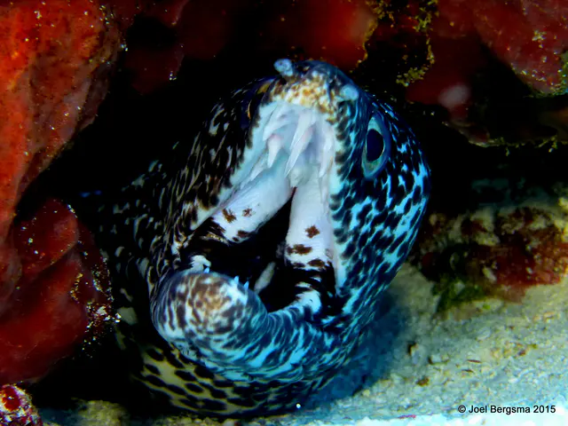 Underwater photograph by Joel Bergsma